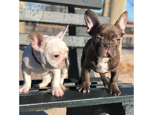PoulaTo: Amazing French Bulldogs Up for Adoption